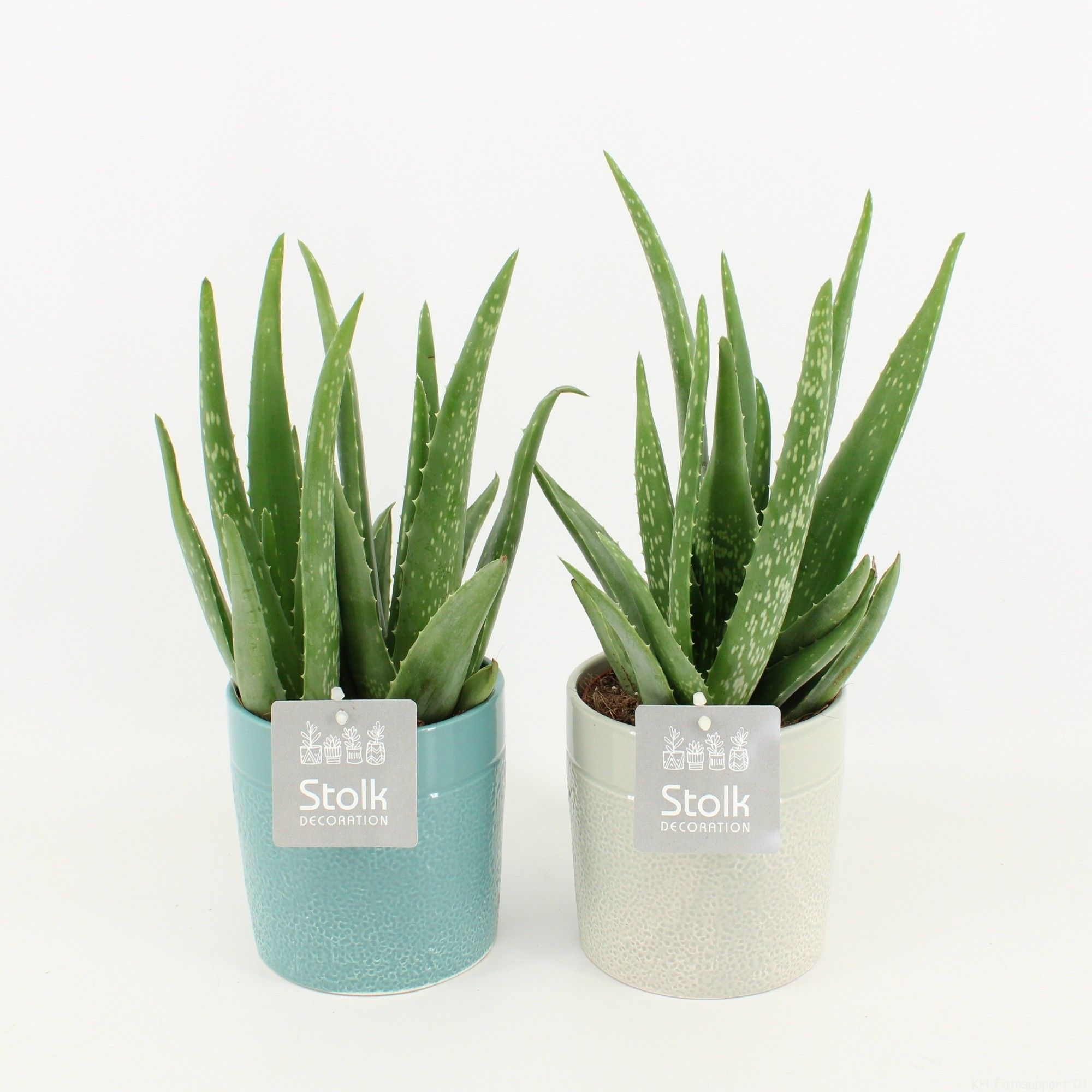Aloe Vera in Tess Keramiek, D 13