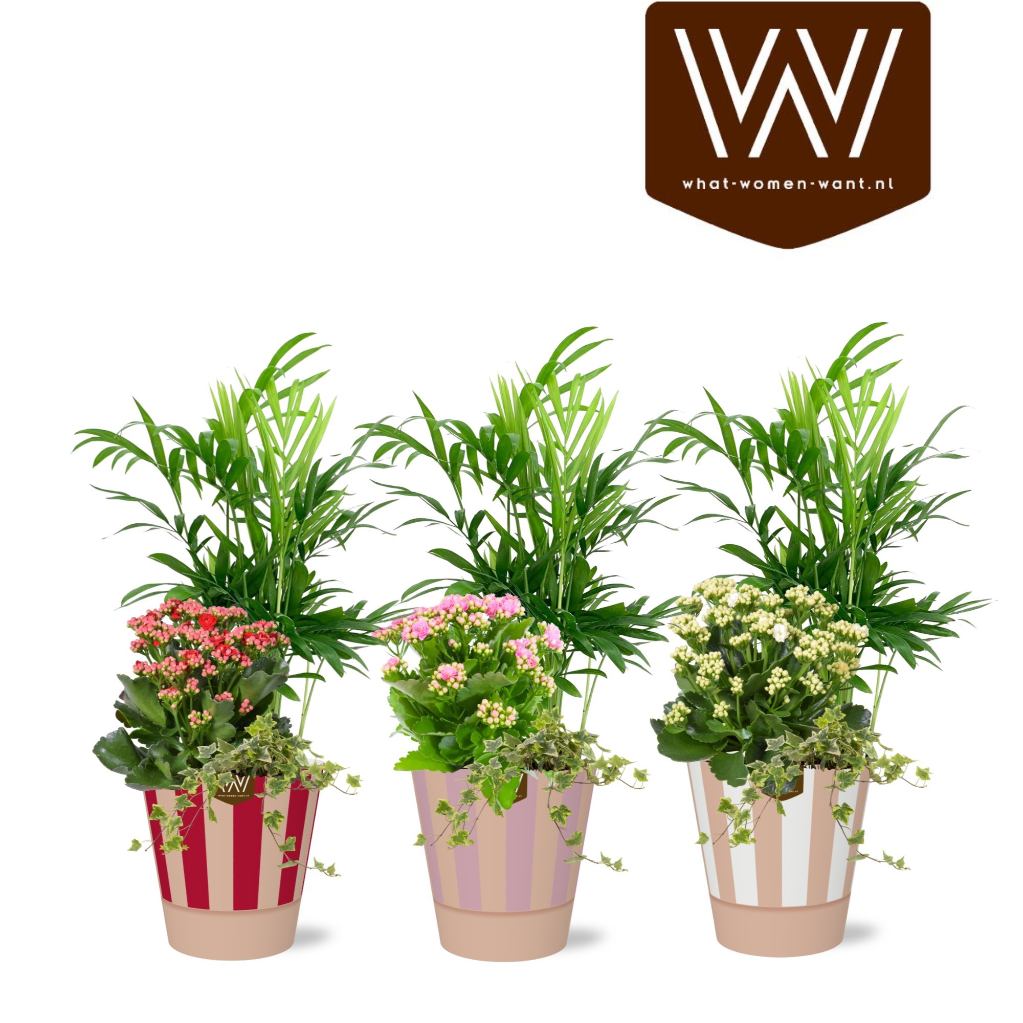 Collectie "Sympathetic Moods " Arrangement in smartcup Naemi stripe, D 13