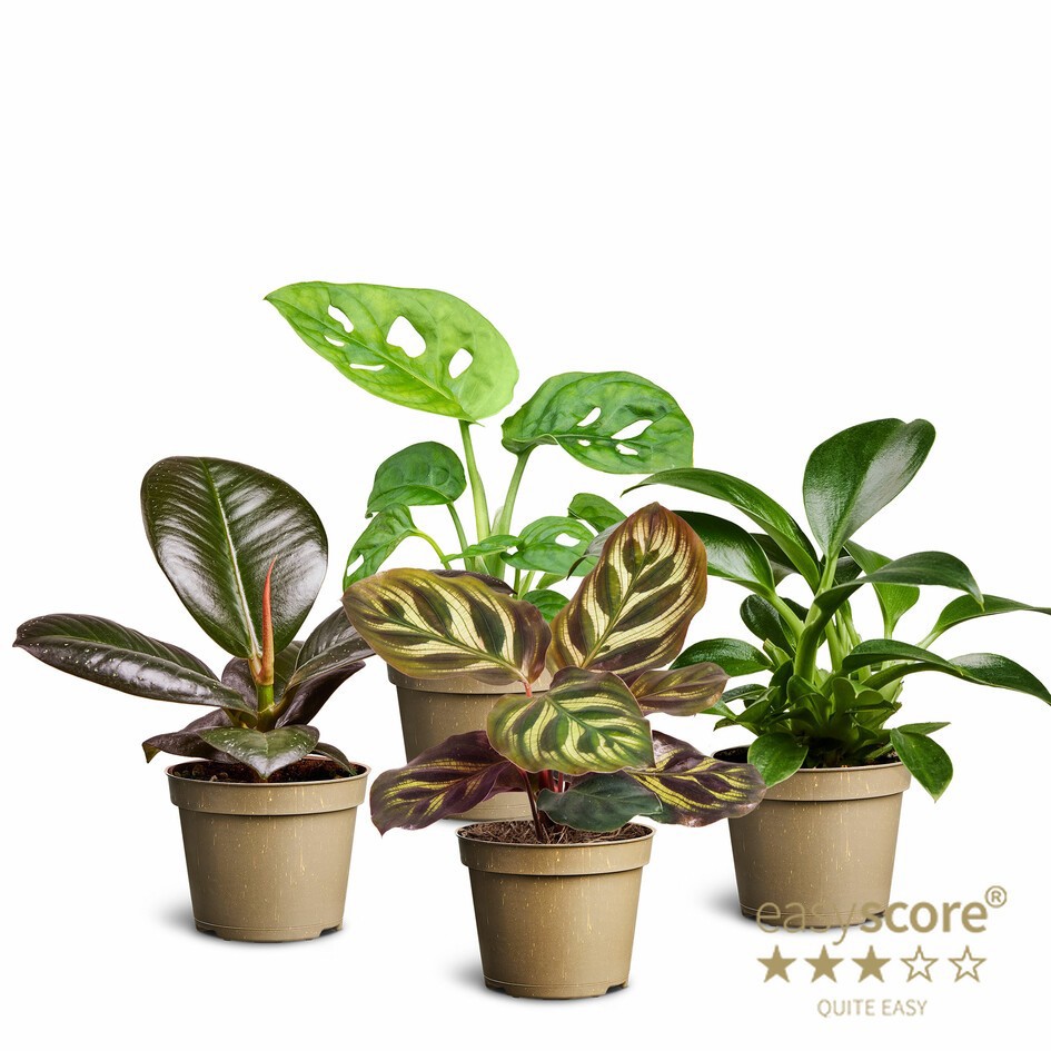 GREEN MIX 10680700 Green, D 6