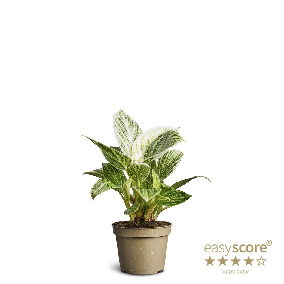 PHILODENDRON-HYBRID 'WHITE MEASURE', D 6 cm