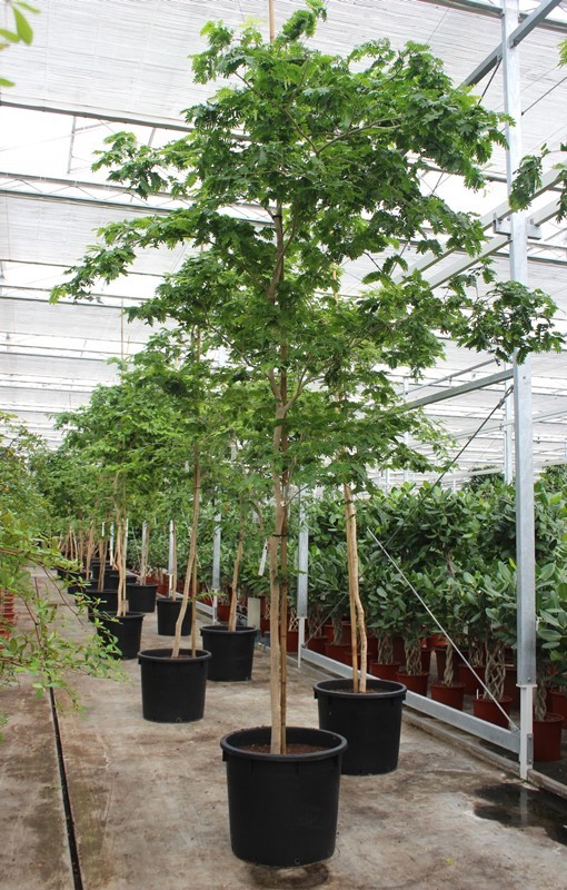 Bulnesia arborea, D 70