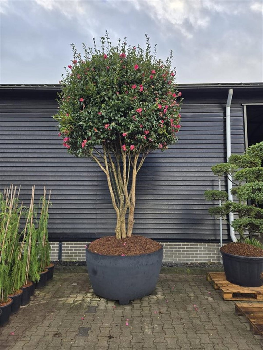 Camellia hiem. 'Kanjiro', D 140