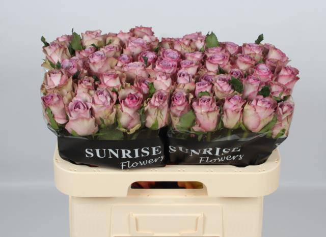 Роза од. Нова Зембла+ 60, шт.