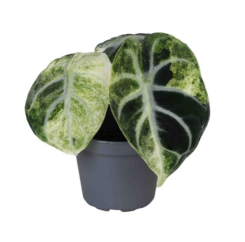 ALOCASIA NINJA 'VARIEGATED', D 6 cm