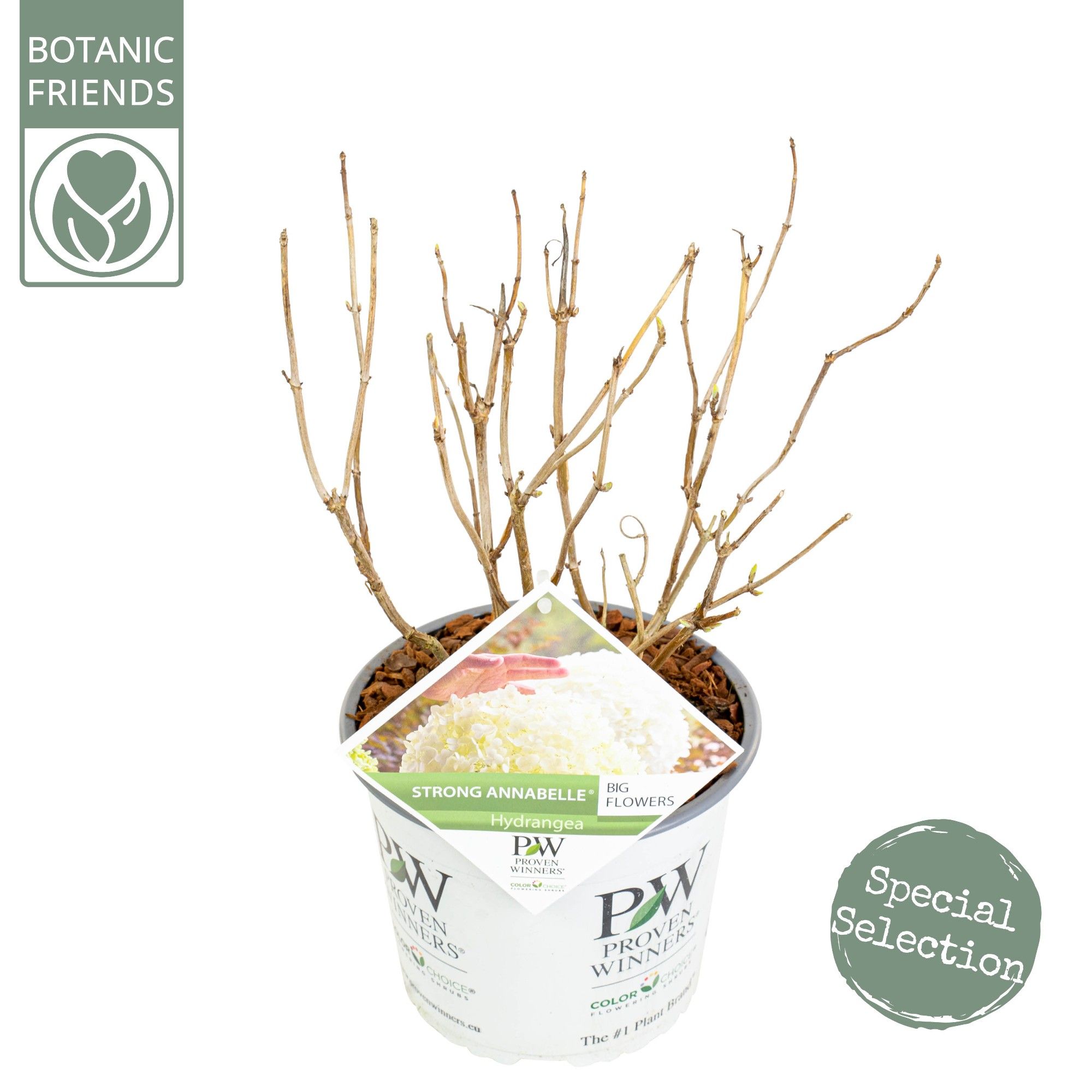Hydrangea arbo. 'Strong Annabelle'®, D 19