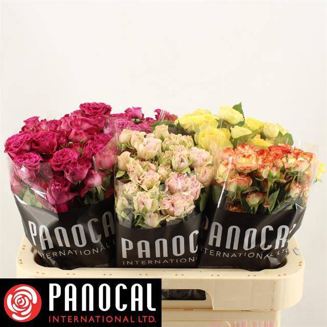 Роза куст. Микс в баке 60, шт.