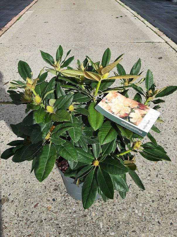 Rhododendron Golden Torch, D 23