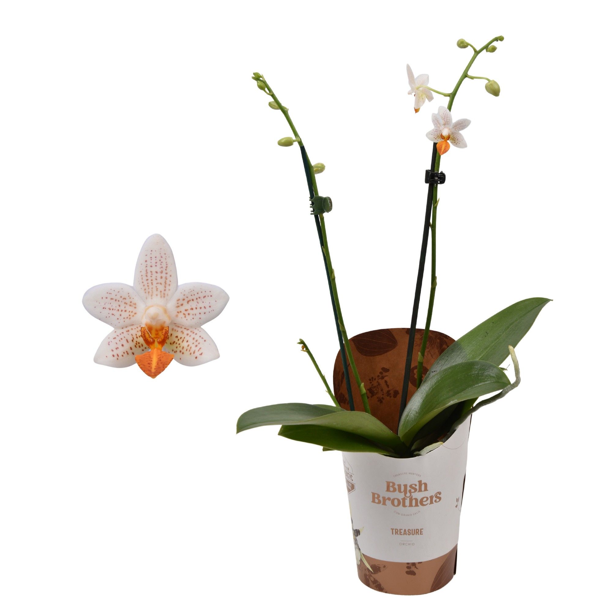 Phalaenopsis minimark 9 cm 1-2 tak, D 9