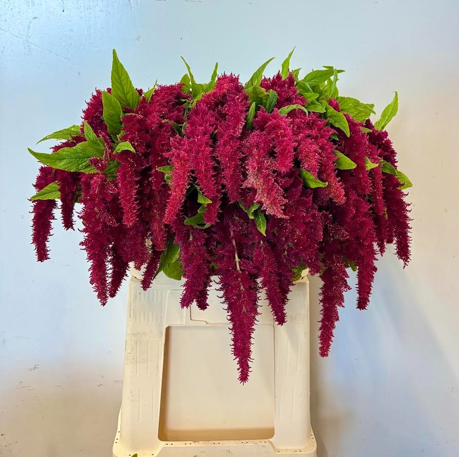 Амарантус Спайдер 70, шт.