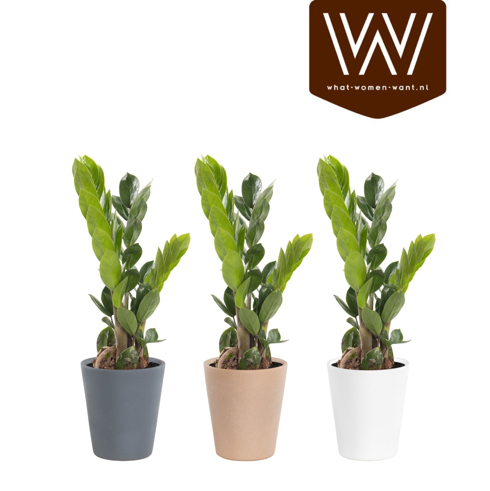 Zamioculcas in pot Babe, D 10,5