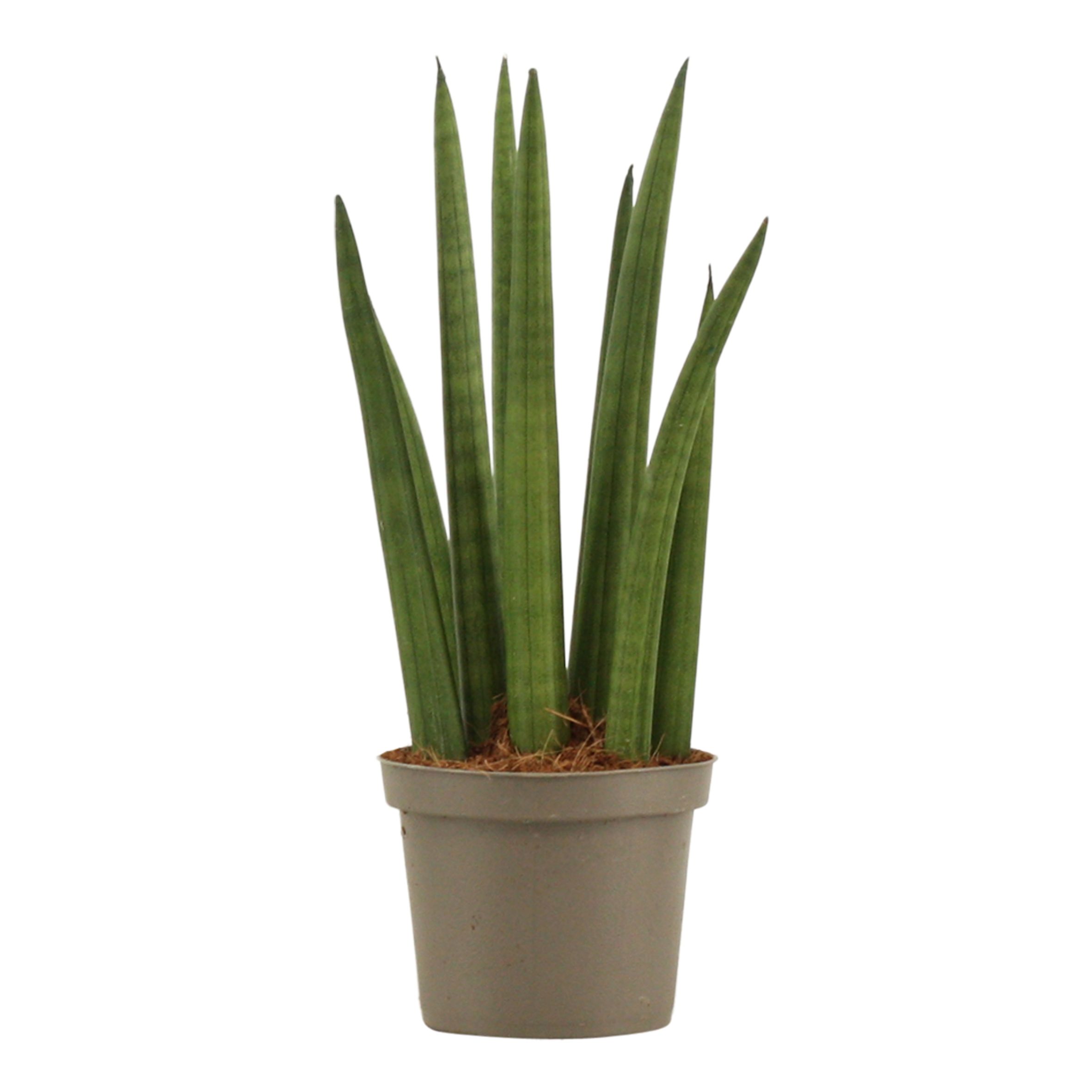 Sansevieria Cylindrica 9 cm Rocket, D 9
