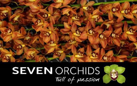 Цимбидиум Совето x6 80, шт.