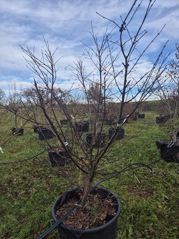 Acer pal. 'Osakazuki', D 70