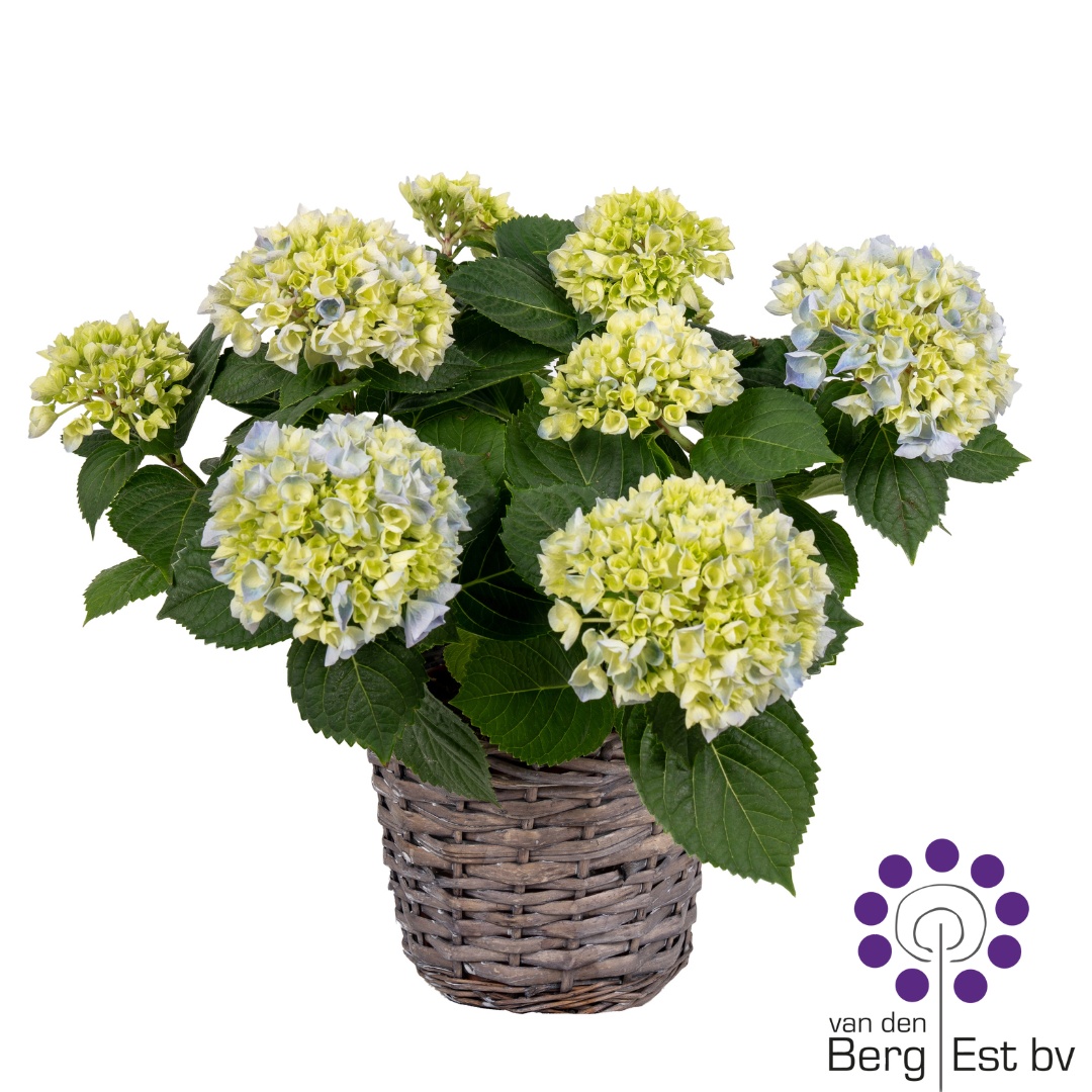 Hydrangea blue 5/8 in rieten mand afname, D 14