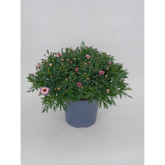 718 SV : Pot 19 Margriet roze, D 19