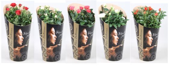 Rosa Favourite Roses gemengd - Rosa Bellissima koker, D 17 cm