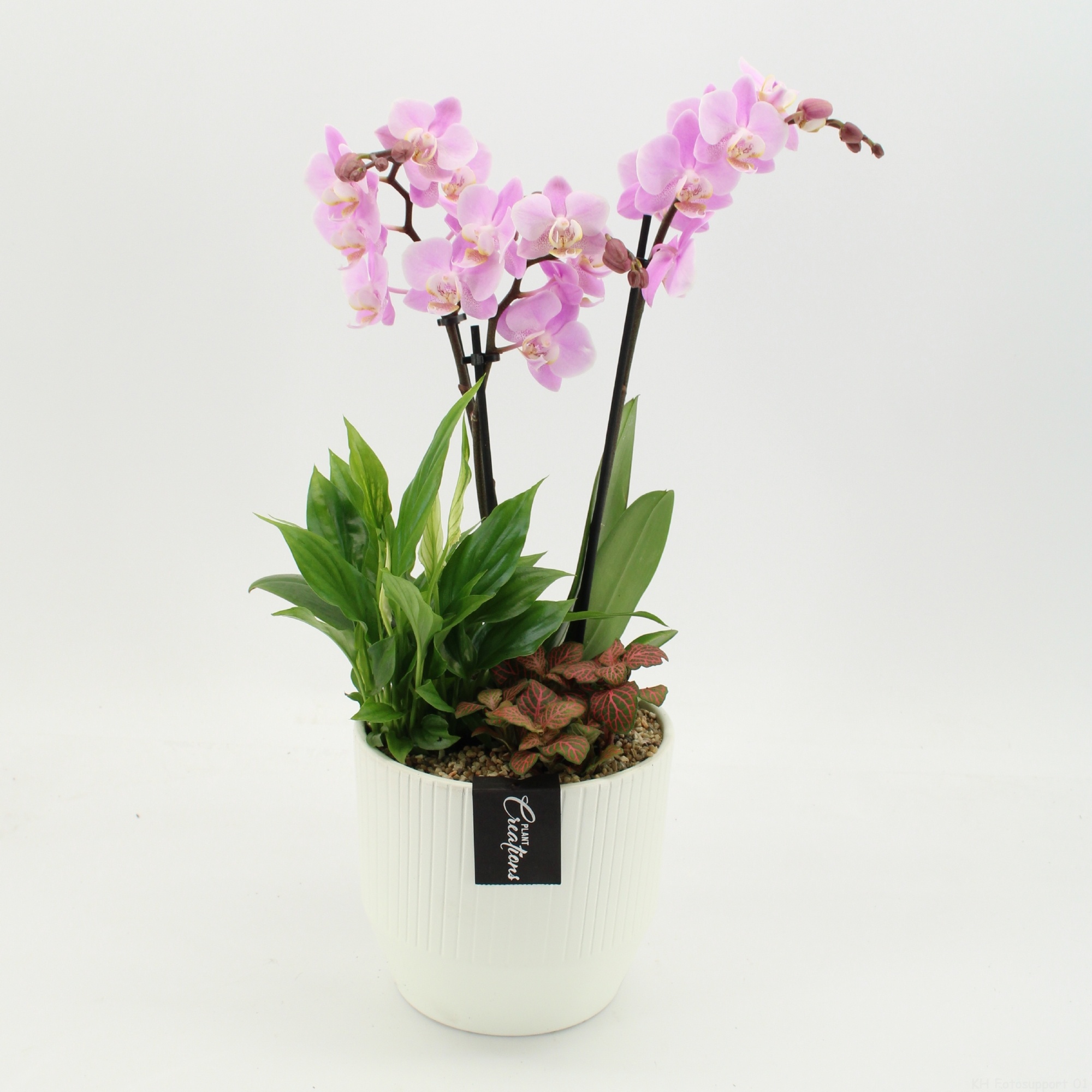 PHAL-2659RZ Phalaenopsis creatie, D 16