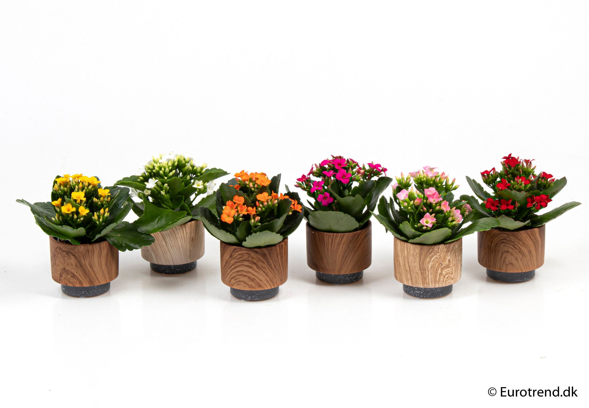 Kalanchoe in ceramic - New Look 2025, D 6