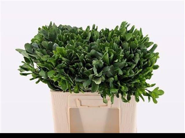 Питтоспорум Илан 50 (зелено-бел.), шт.