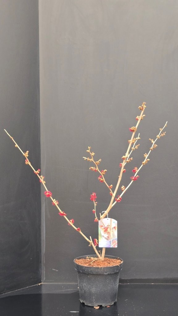 Hamamelis intermedia 'Diane', D 26