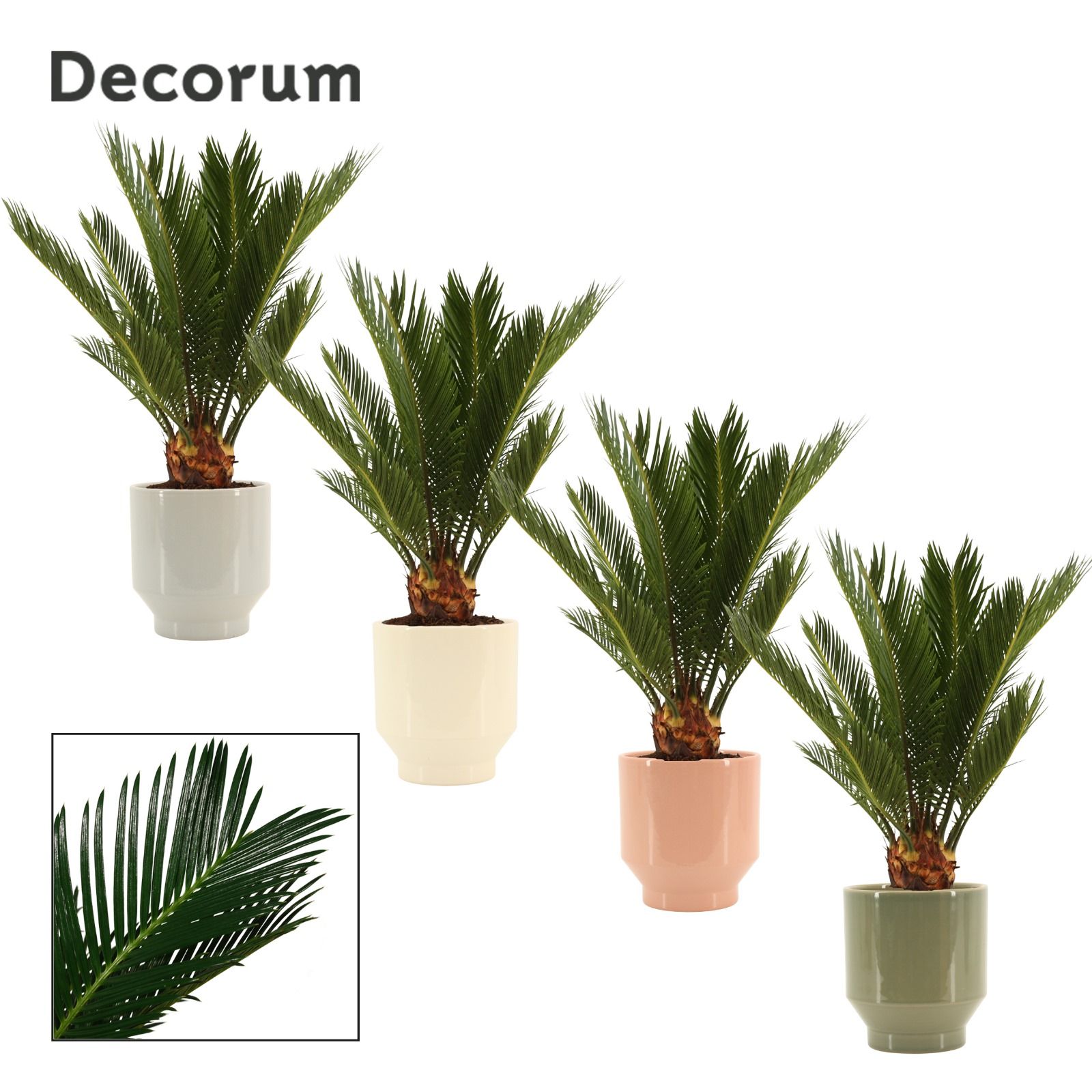 Cycas revoluta 12 cm, 6+ veren in Pato (Deco-collection), D 12 cm Cycas revoluta 12 cm, 6+ veren in Pato (Deco-collection), D 12 cm