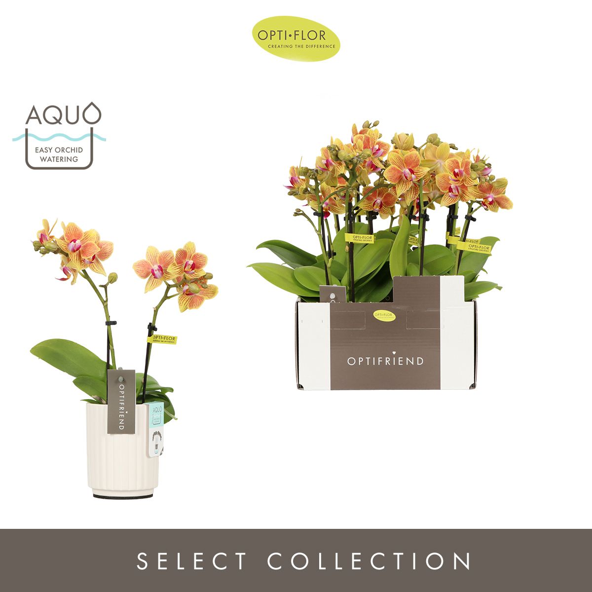 Optifriend Indy 2 spike in Molise White Aquo, D 7 cm