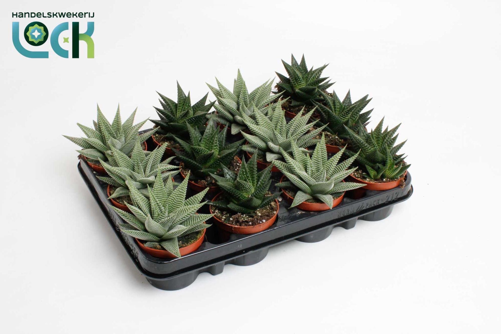 Haworthia Special mix, D 8,5 cm