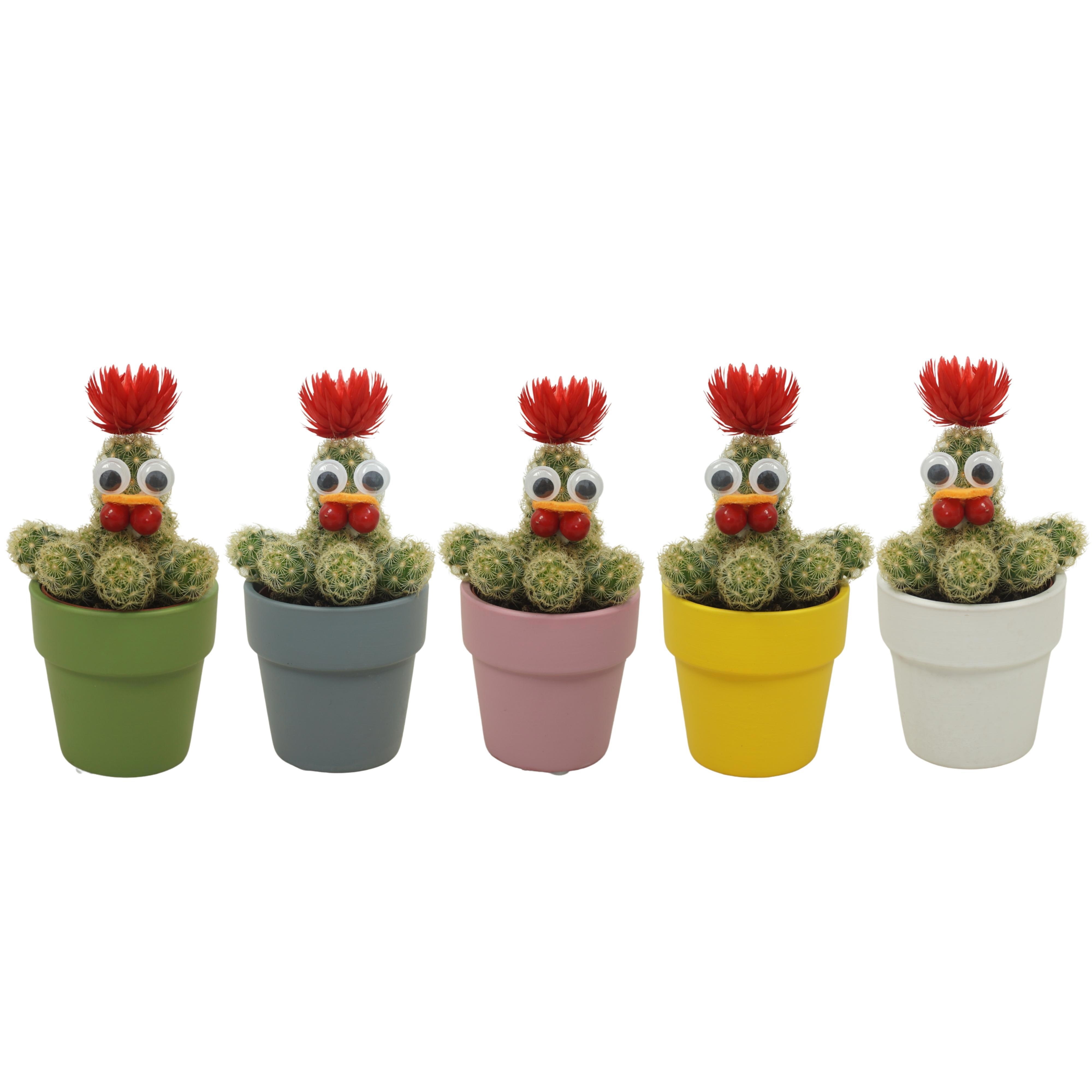 Paaskip cactus in 6 cm 'Durango Kraagpot', D 5,5