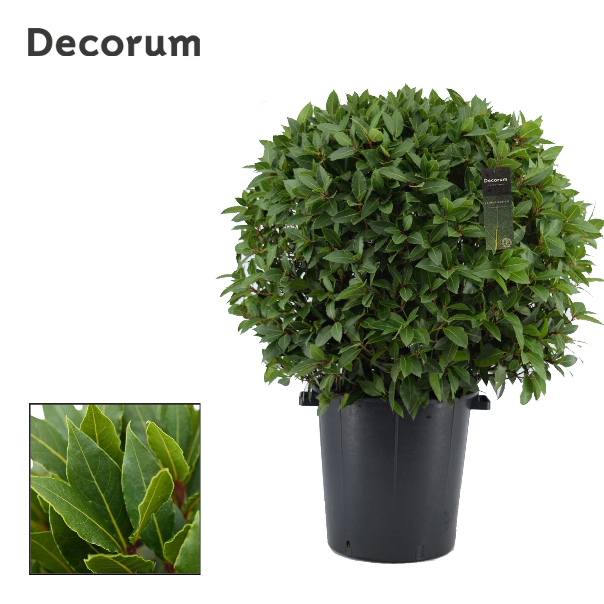 Laurus nobilis Bol zonder stam, D 40 cm