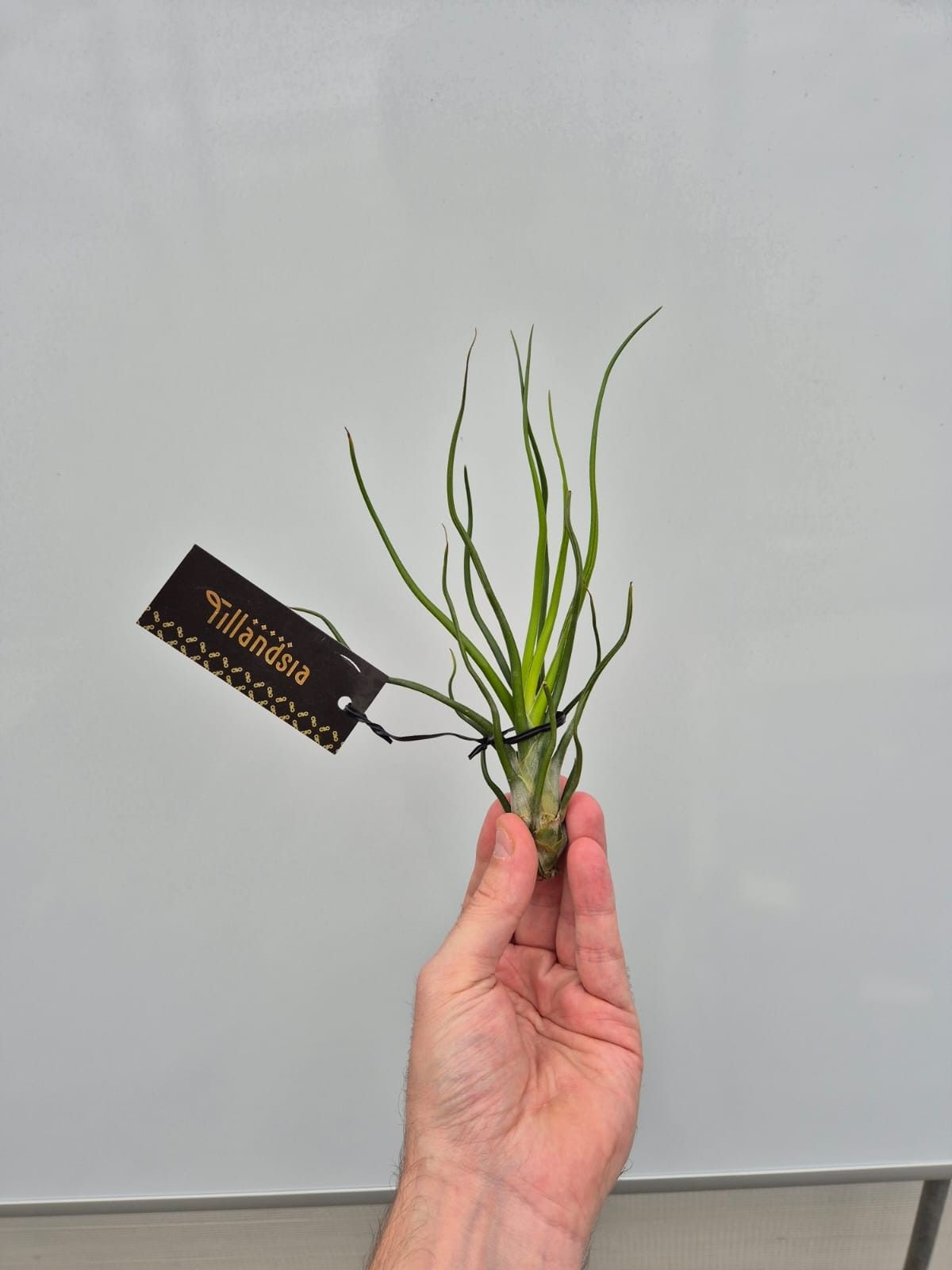 Tillandsia Bulbosa "Upright" L met Label, D 7