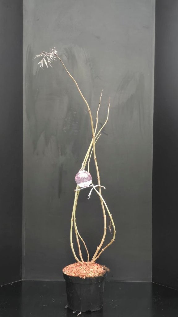 Sambucus nigra Black Lace, D 29