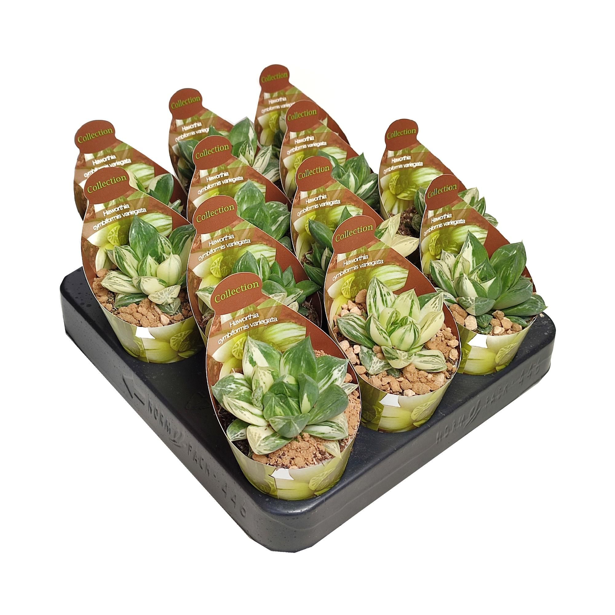 HAWORTHIA CYMBIFORMIS VARIEGATA - POT Ø 6,5 - COLLECTION WITH POTCOVER (SUCCULENTEN), D 6,5 cm