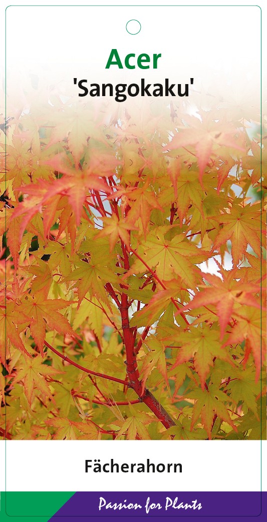 Acer palm. 'Sangokaku' 40-60C3, D 19 cm