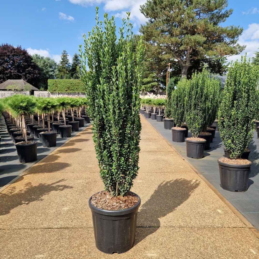 Ilex crenata 'Fastigiata', D 32 cm