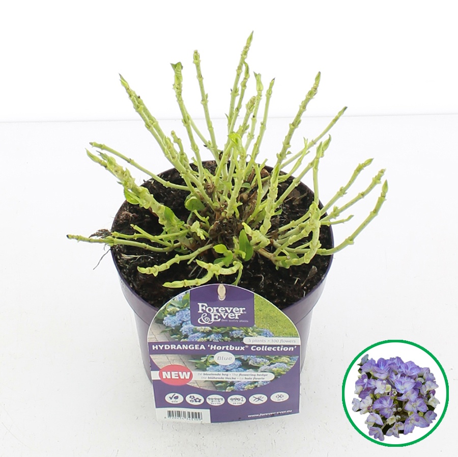 Hydrangea macr. Forever & Ever® 'Hortbux'® Blauw C2 (17cm.), D 17