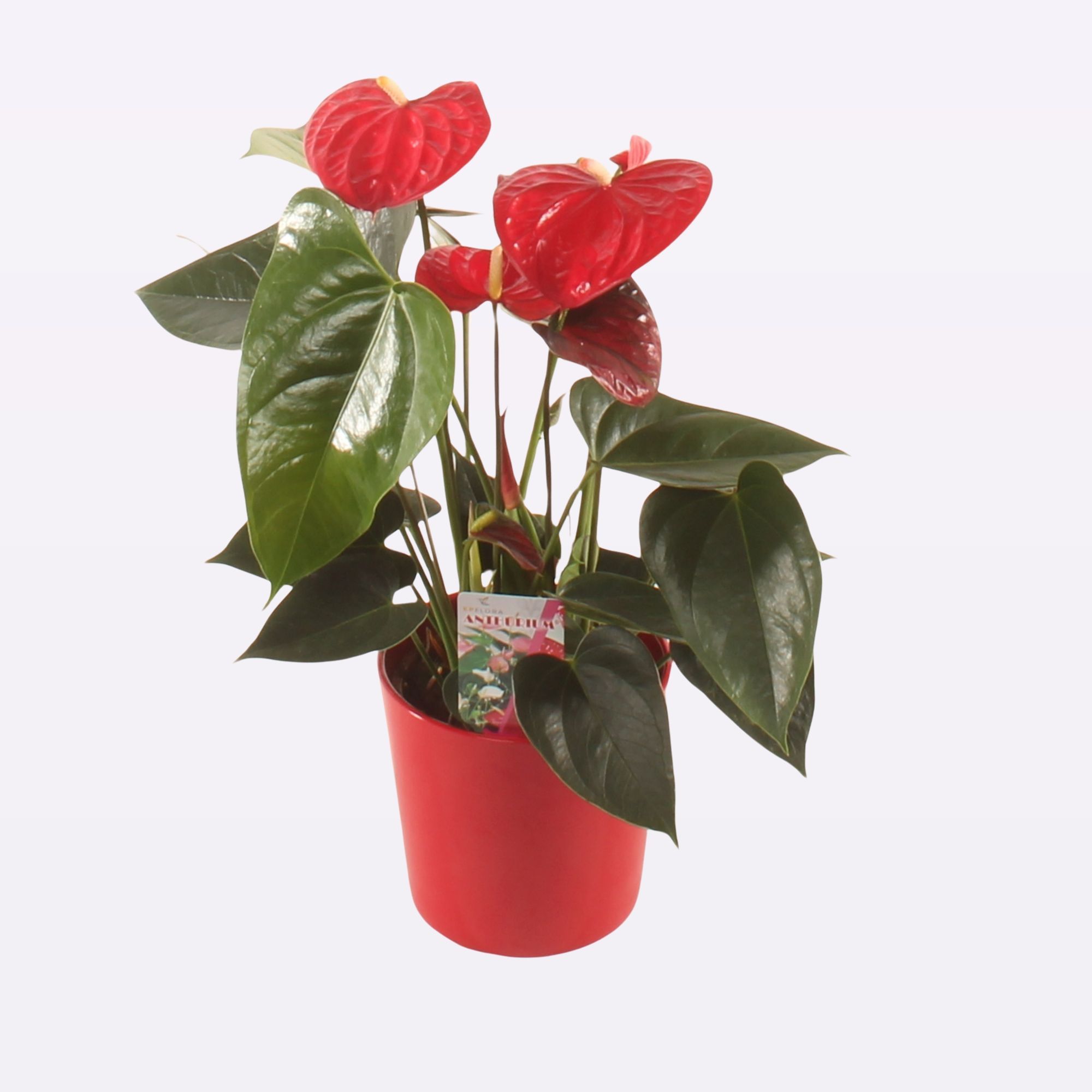 Easy Red P12 Ceramic Amanda., D 12