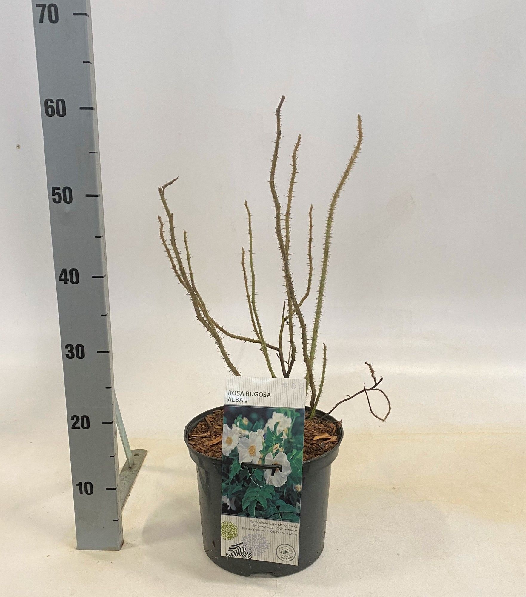 Rosa rugosa alba, D 23