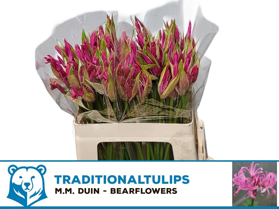 Нерине Рас Ван Рун 45, шт.