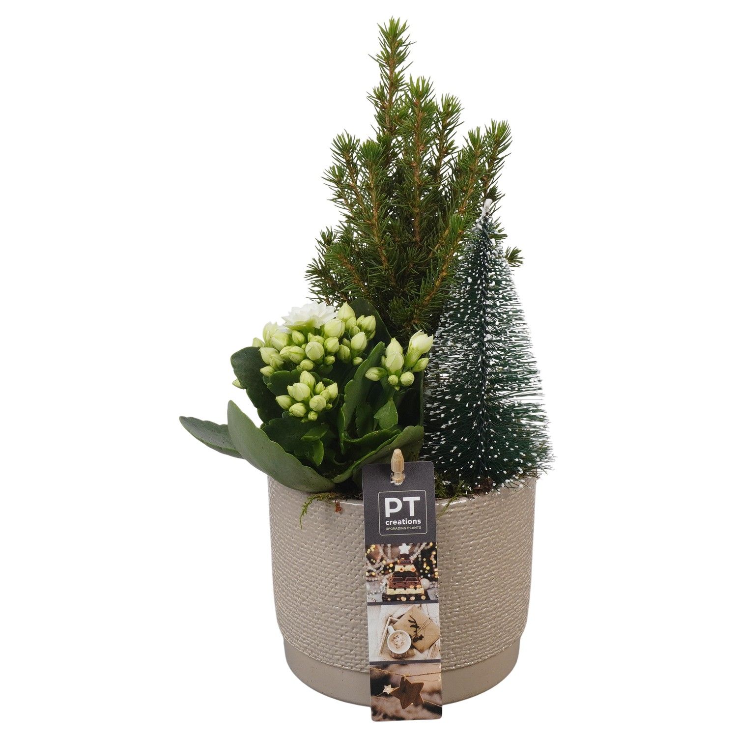 PTCHW4309 Arrangement Christmas White in keramiek pot, D 12 cm