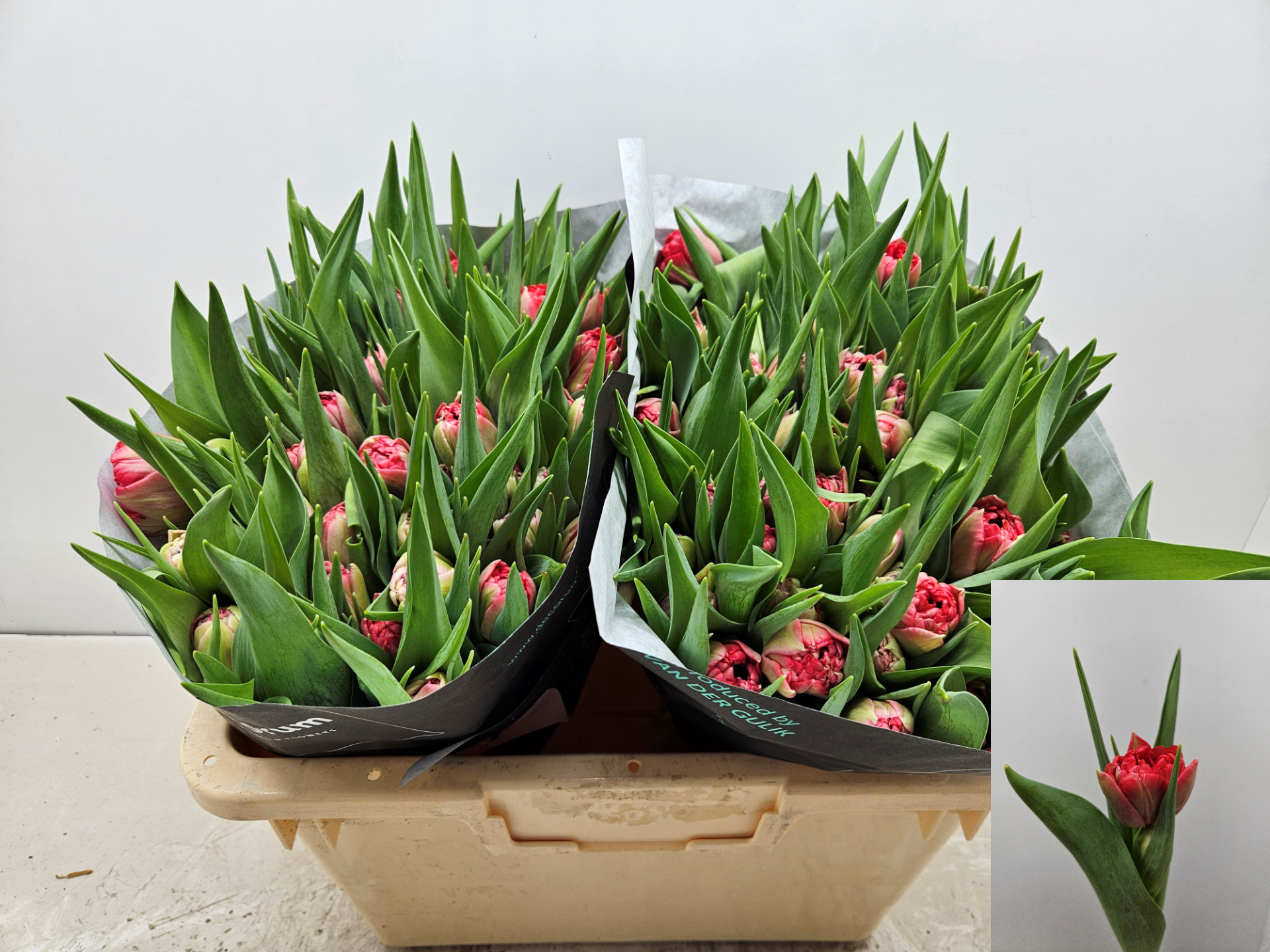 Тюльпан дв. Дабл Твист, шт.