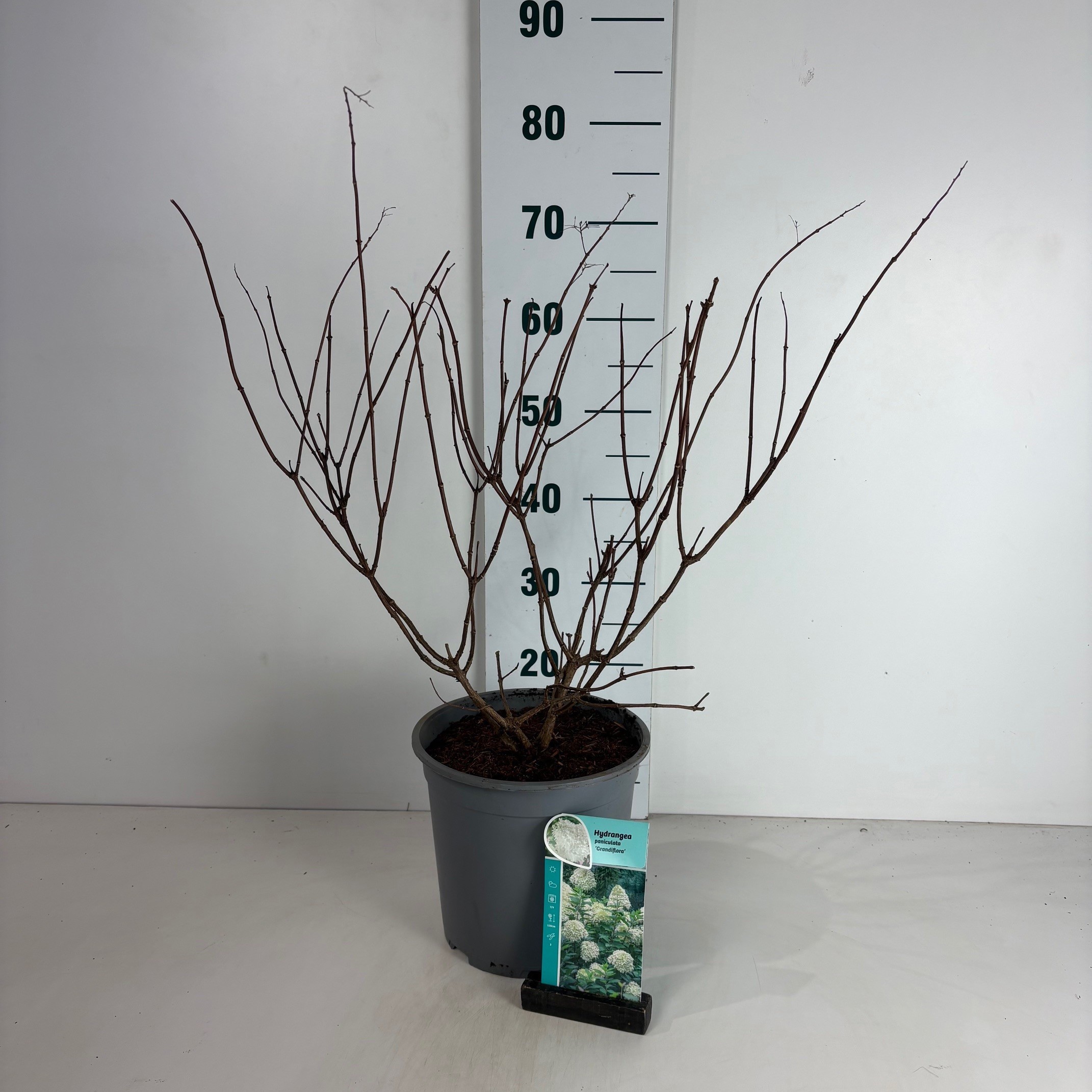 Hydrangea paniculata Grandiflora, D 24