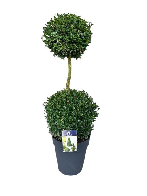 Buxus semp. Duobol c10/p29, D 29