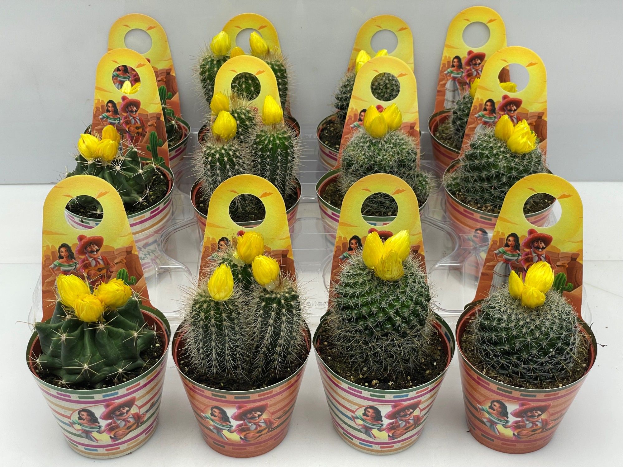 67Pasen mexico SIER carry cover cactus 8,5 cm, D 8,5