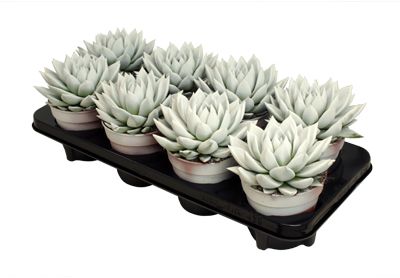 Miranda coloured white, D 12 cm