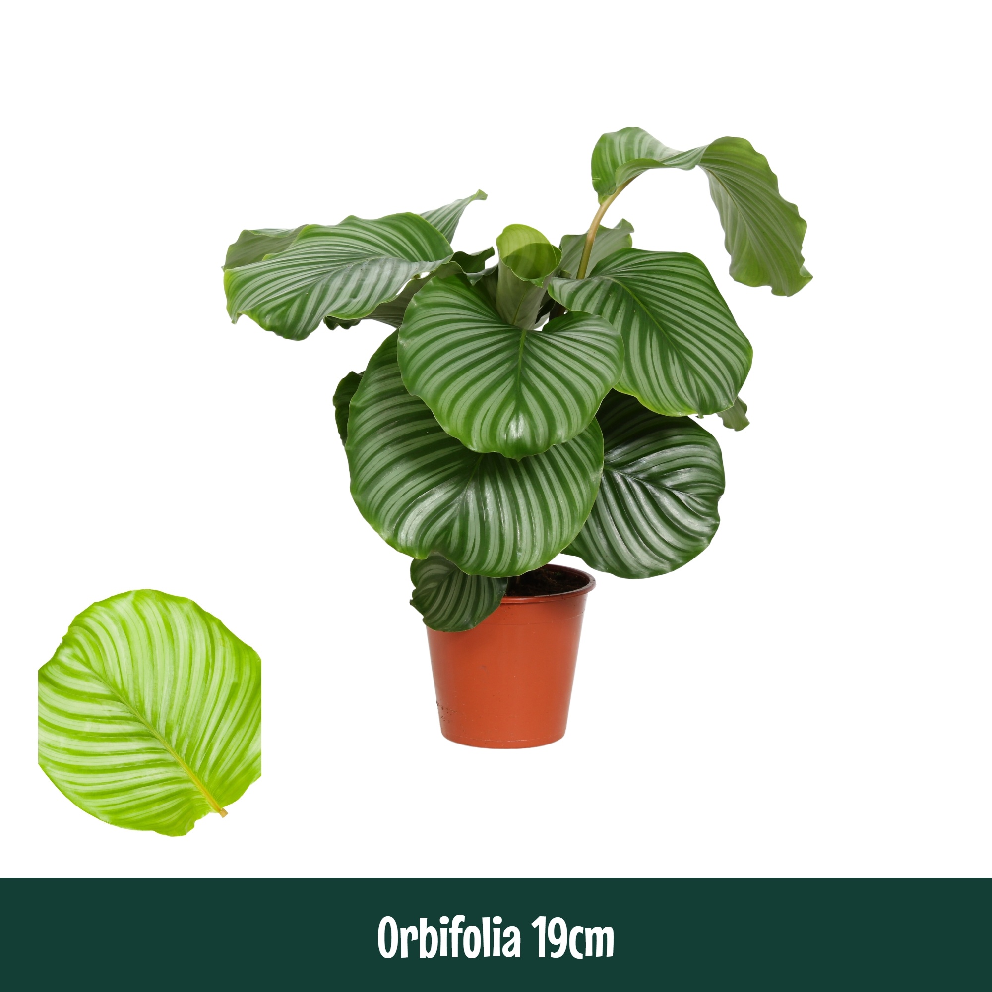 Calathea 19cm Orbifolia - Living, D 19