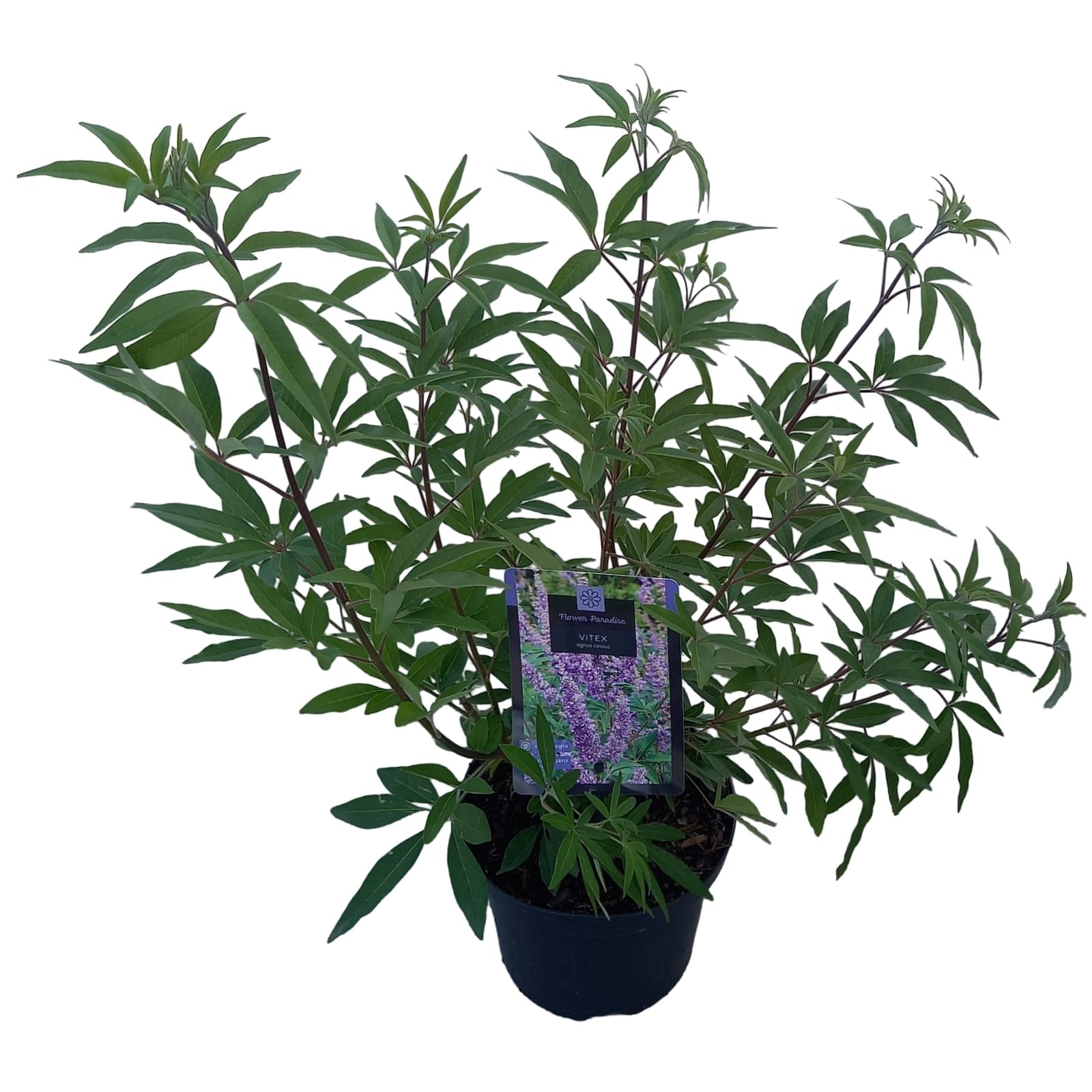 Vitex agnus-castus, D 19 cm