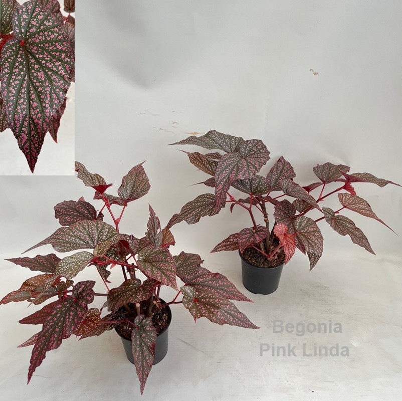 Begonia Hovaria Pink Linda 14cm *NEW*, D 14
