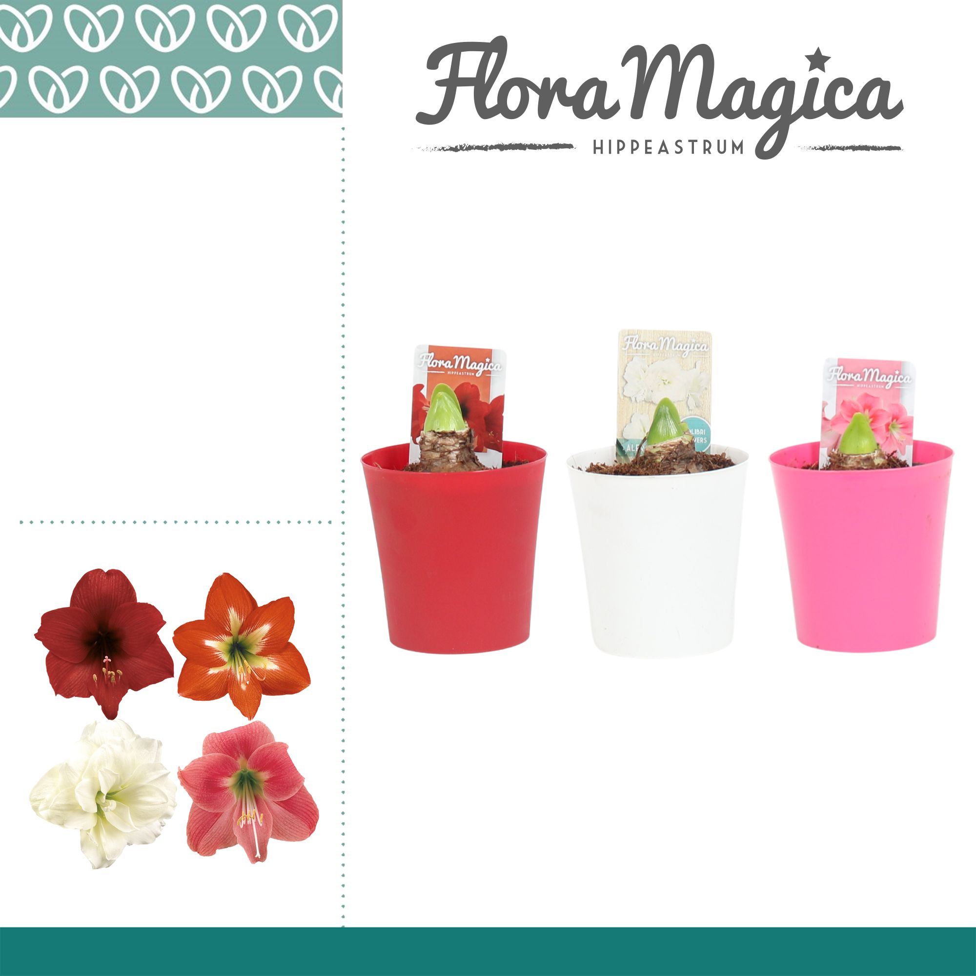 Amaryllis Kolibri Mix 2 Knop in Linge ompot, D 9 cm
