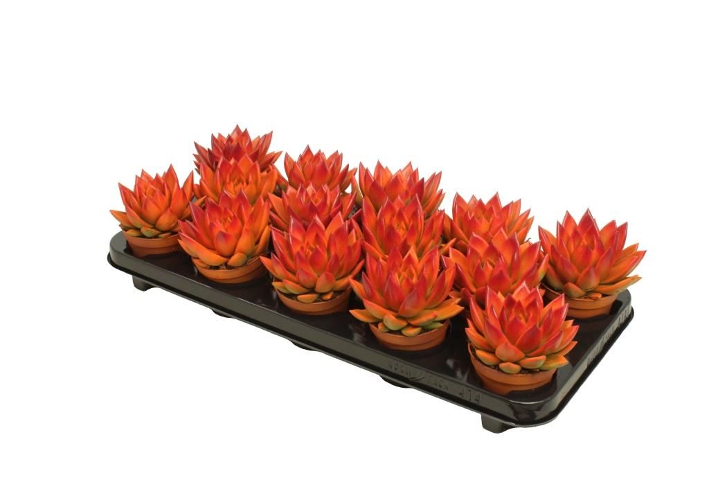 Miranda bicoloured orange/red, D 8,5