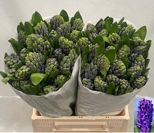 Гиацинт Делфт Блю (син.), шт.